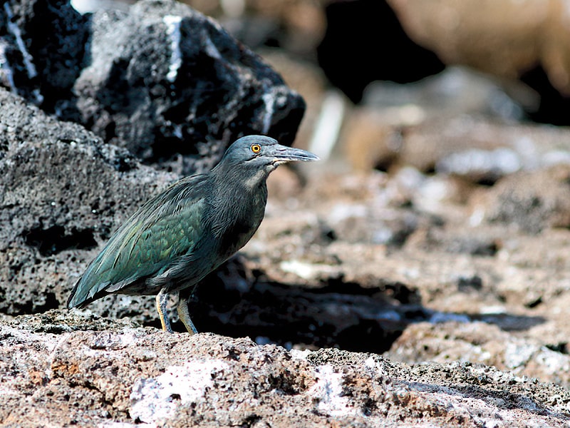 Galapagos