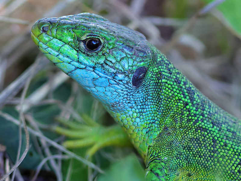 Lézard vert