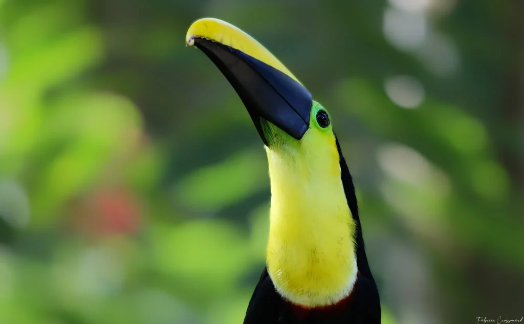 Equateur (Canon 7D Mark II - EF 300mm f/4L IS USM + 1.4x II)