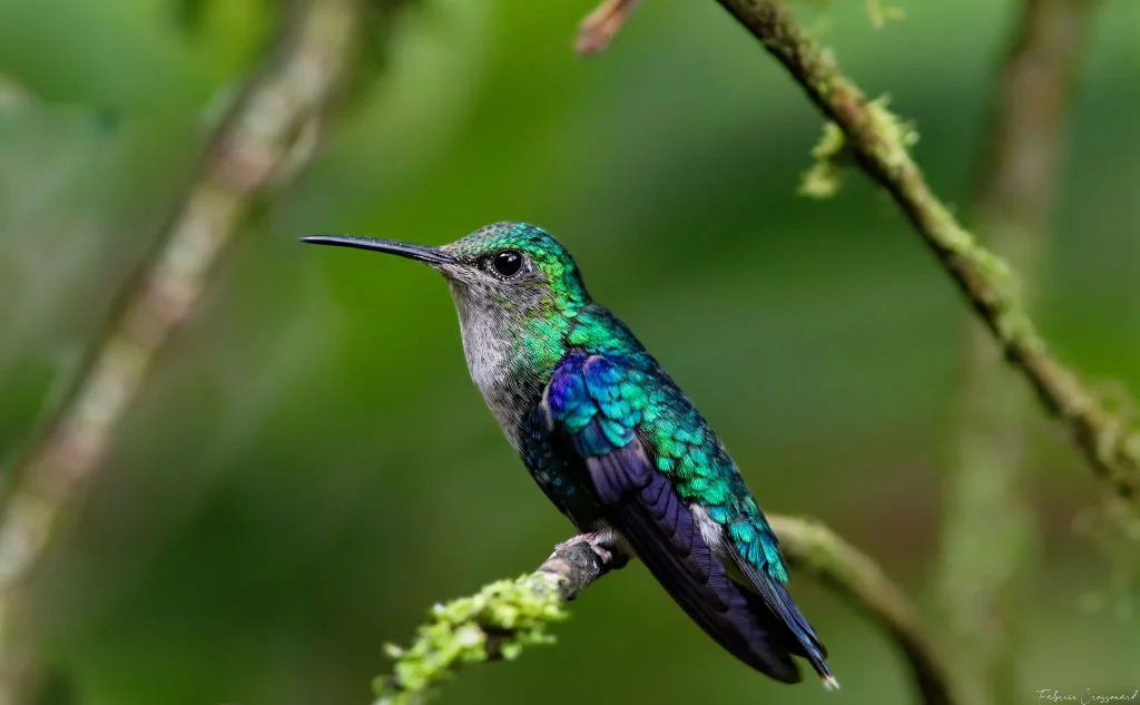 Equateur (Canon 7D Mark II - EF 300mm f/4L IS USM + 1.4x II)