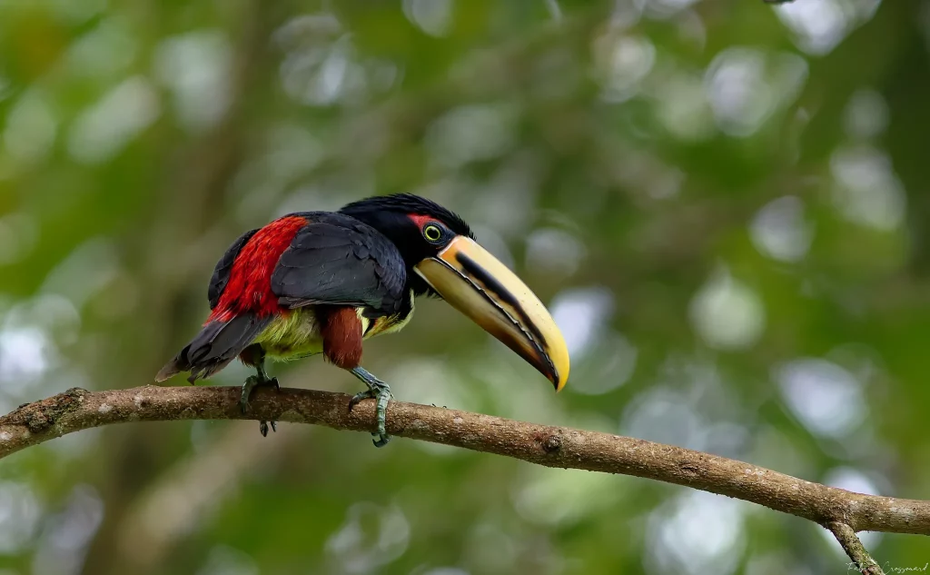 Equateur (Canon 7D Mark II - EF 300mm f/4L IS USM + 1.4x II)