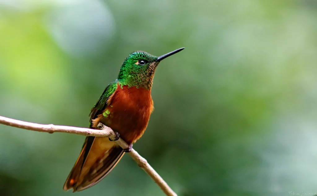 Equateur (Canon 7D Mark II - EF 300mm f/4L IS USM + 1.4x II)