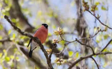 Suède - (Canon R6 Mark II - RF 100-500 mm + 1.4x II)