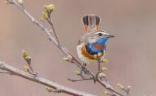 Norvège - (Canon R6 Mark II - RF 100-500 mm + 1.4x II)