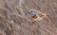Norvège - (Canon R6 Mark II - RF 100-500 mm + 1.4x II)