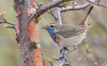 Norvège - (Canon R6 Mark II - RF 100-500 mm + 1.4x II)