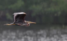 Seine Maritime - (Canon 7D Mark II - EF 300mm f/4L IS USM + X1.4II)