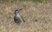 Loire-Atlantique - (Canon 7D Mark II - EF 300mm f/4L IS USM)