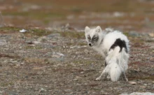 Norvège - (Canon R6 Mark II - RF 100-500 mm + 1.4x II)