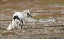 Norvège - (Canon R6 Mark II - RF 100-500 mm + 1.4x II)