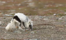 Norvège - (Canon R6 Mark II - RF 100-500 mm + 1.4x II)