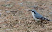 Suède - (Canon R6 Mark II - RF 100-500 mm + 1.4x II)