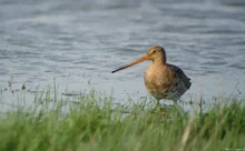 Loire-Atlantique - (Sony DSC W7 - Digiscopie)