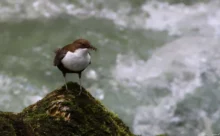 Croatie - (Canon 7D Mark II - EF 300mm f/4L IS USM + 1.4x II)