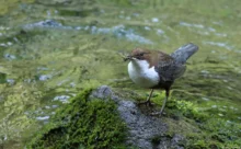 Croatie - (Canon 7D Mark II - EF 300mm f/4L IS USM + 1.4x II)