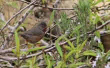 Espagne - (Canon 7D Mark II - EF 300mm f/4L IS USM + X1.4 II)