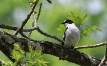 Croatie - (Canon 7D Mark II - EF 300mm f/4L IS USM + 1.4x II)