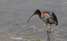 Espagne - (Canon R6 Mark II - EF 300mm f/4L IS USM + 1.4x II)