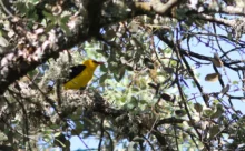 Espagne - (Canon 7D Mark II - EF 300mm f/4L IS USM + 1.4x II)