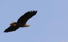 Croatie - (Canon 7D Mark II - EF 300mm f/4L IS USM + 1.4x II)