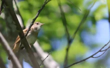 Croatie - (Canon 7D Mark II - EF 300mm f/4L IS USM + 1.4x II)