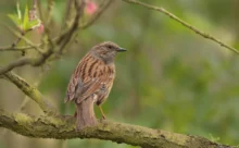 Morbihan - (Canon 7D Mark II - EF 300mm f/4L IS USM + 1.4x II)