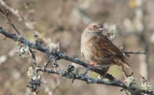 Morbihan - (Canon 7D Mark II - EF 300mm f/4L IS USM + 1.4x II)