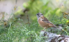 Espagne - (Canon 7D Mark II - EF 300mm f/4L IS USM + 1.4x II)