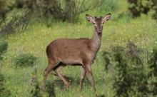 Espagne - (Canon 7D Mark II - EF 300mm f/4L IS USM + 1.4x II)