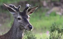 Espagne - (Canon 7D Mark II - EF 300mm f/4L IS USM + 1.4x II)