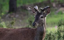 Espagne - (Canon 7D Mark II - EF 300mm f/4L IS USM + 1.4x II)