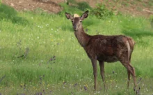 Espagne - (Canon 7D Mark II - EF 300mm f/4L IS USM + 1.4x II)