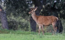 Espagne - (Canon 7D Mark II - EF 300mm f/4L IS USM + 1.4x II)