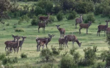 Espagne - (Canon 7D Mark II - EF 300mm f/4L IS USM + 1.4x II)