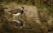 Loire-Atlantique - (Canon 7D Mark II - EF 300mm f/4L IS USM)