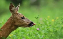 Loire-Atlantique - (Canon 7D Mark II - EF 300mm f/4L IS USM + 1.4x II)