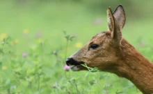 Loire-Atlantique - (Canon 7D Mark II - EF 300mm f/4L IS USM + 1.4x II)