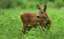 Loire-Atlantique - (Canon 7D Mark II - EF 300mm f/4L IS USM + 1.4x II)