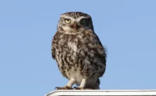 Vendée - (Canon 7D Mark II - EF 300mm f/4L IS USM + 1.4x II)