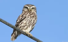 Vendée - (Canon 7D Mark II - EF 300mm f/4L IS USM + 1.4x II)