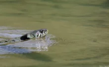 Loire-Atlantique - (Canon 7D Mark II - EF 300mm f/4L IS USM)