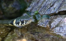 Croatie - (Canon 7D Mark II - EF 300mm f/4L IS USM + 1.4x II)