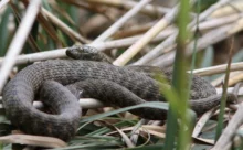 Croatie - (Canon 7D Mark II - EF 300mm f/4L IS USM + 1.4x II)