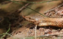 Italie - (Canon 7D Mark II - EF 300mm f/4L IS USM)