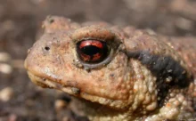 Loire-Atlantique - (Sony DSC W7)