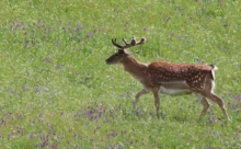 Espagne - (Canon 7D Mark II - EF 300mm f/4L IS USM + 1.4x II)