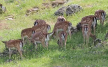 Espagne - (Canon 7D Mark II - EF 300mm f/4L IS USM + 1.4x II)
