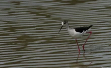 Loire-Atlantique - (Canon 7D Mark II - EF 300mm f/4L IS USM + 1.4x II)