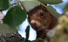 Loire-Atlantique - (Canon 7D Mark II - EF 300mm f/4L IS USM)