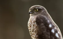 Loire-Atlantique - (Canon 7D Mark II - EF 300mm f/4L IS USM)